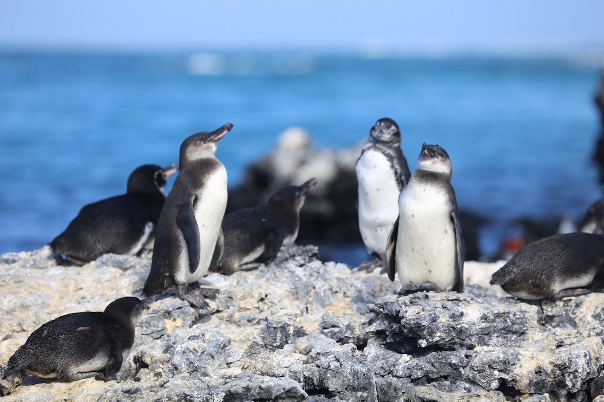 Galapagos Penguin - ML626631171