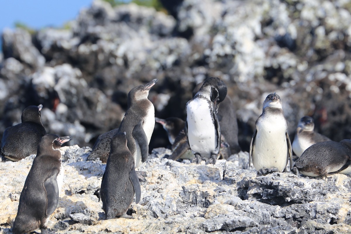 Galapagos Penguin - ML626631172