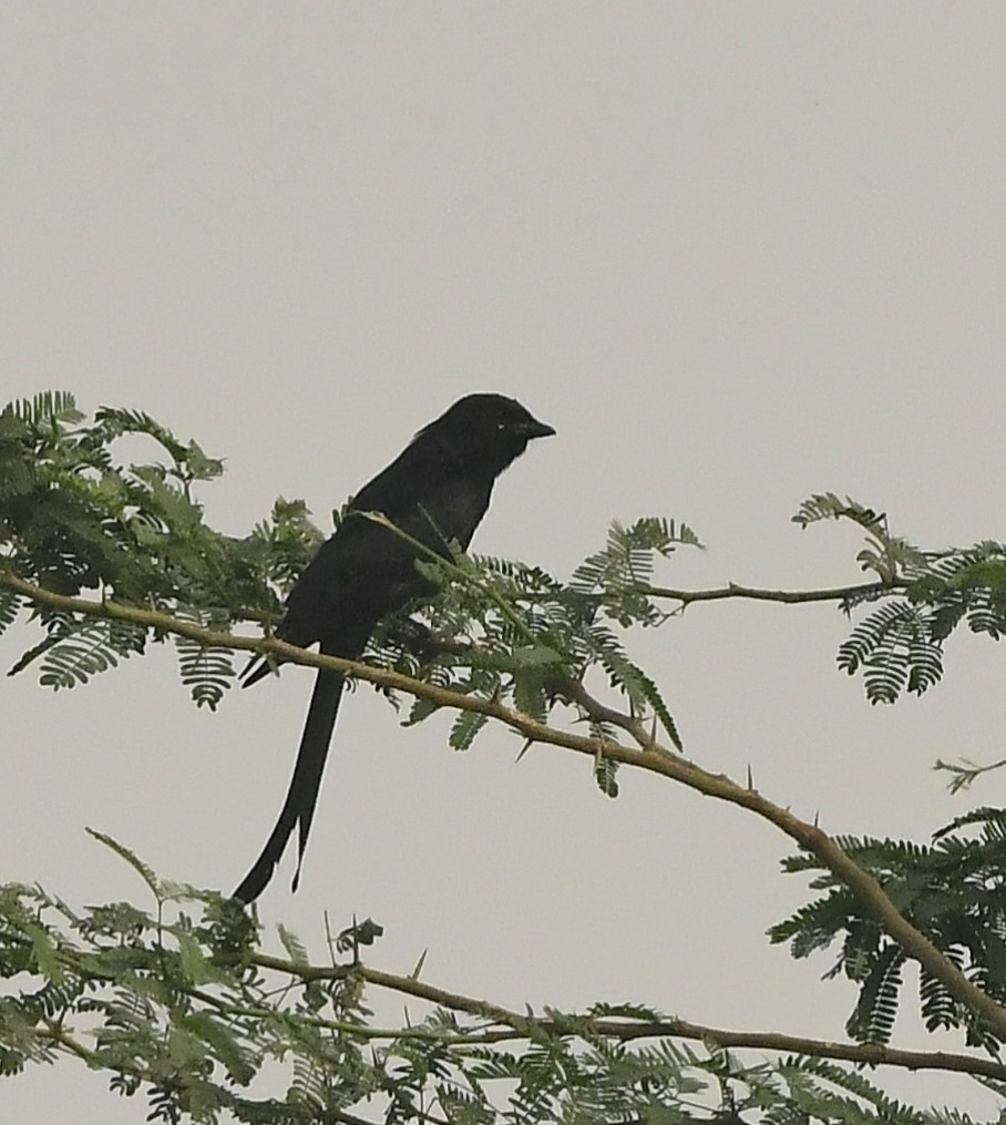 Königsdrongo - ML626631273