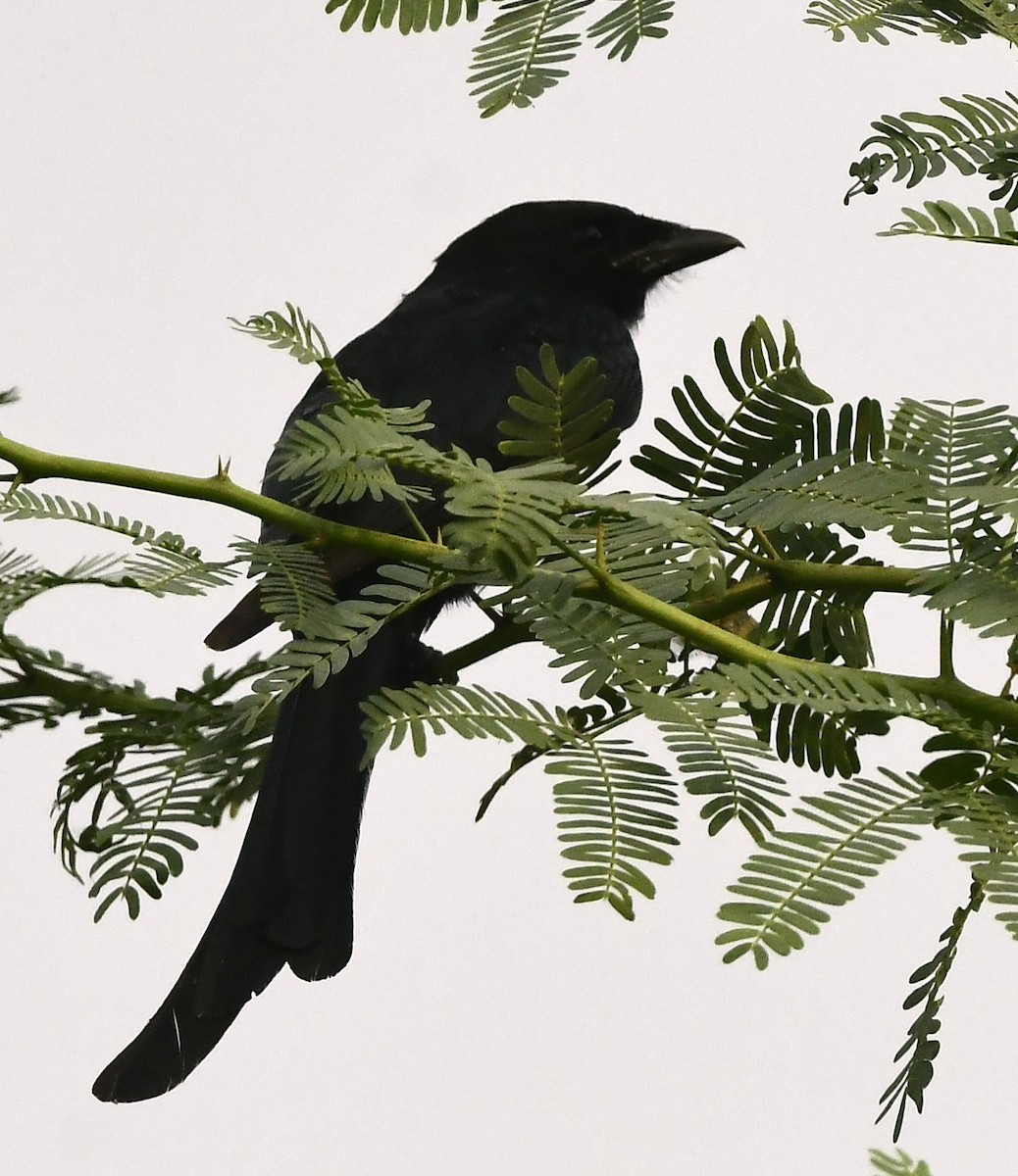 Königsdrongo - ML626631281