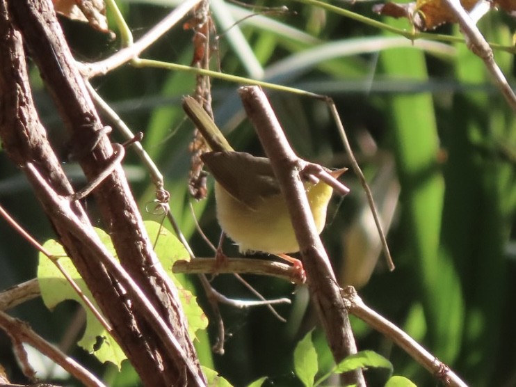 Common Yellowthroat - ML626631335