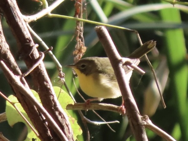 Common Yellowthroat - ML626631336