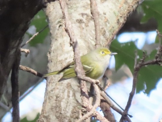 White-eyed Vireo - ML626631366