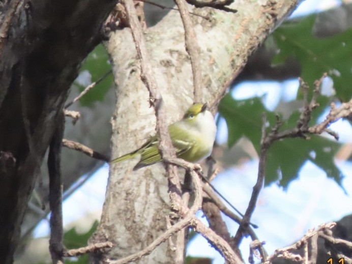 White-eyed Vireo - ML626631367