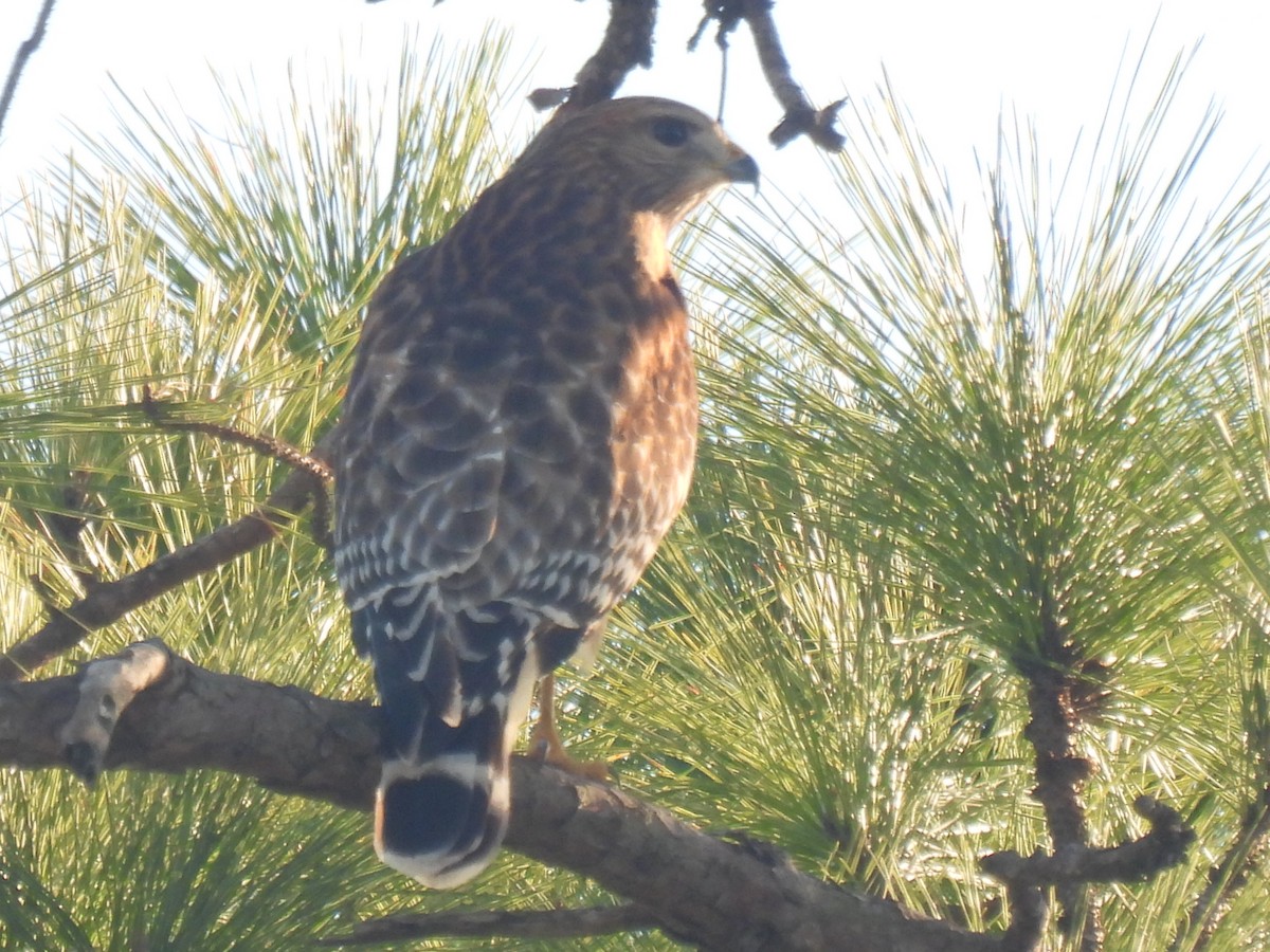 Red-shouldered Hawk - ML626631380