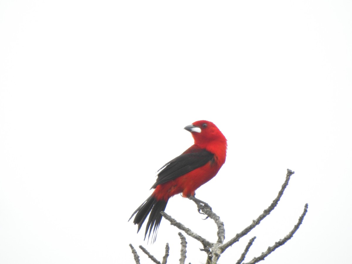 Brazilian Tanager - ML626631381