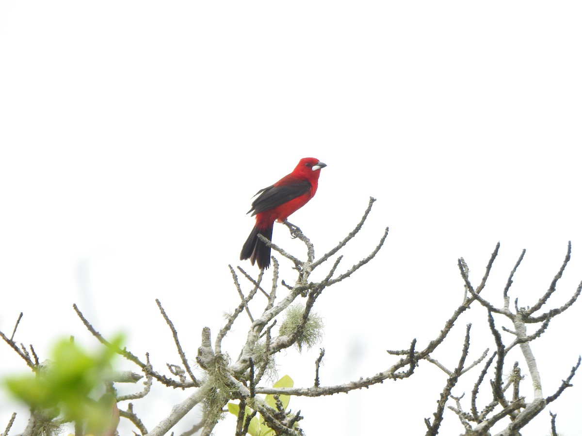 Brazilian Tanager - ML626631382