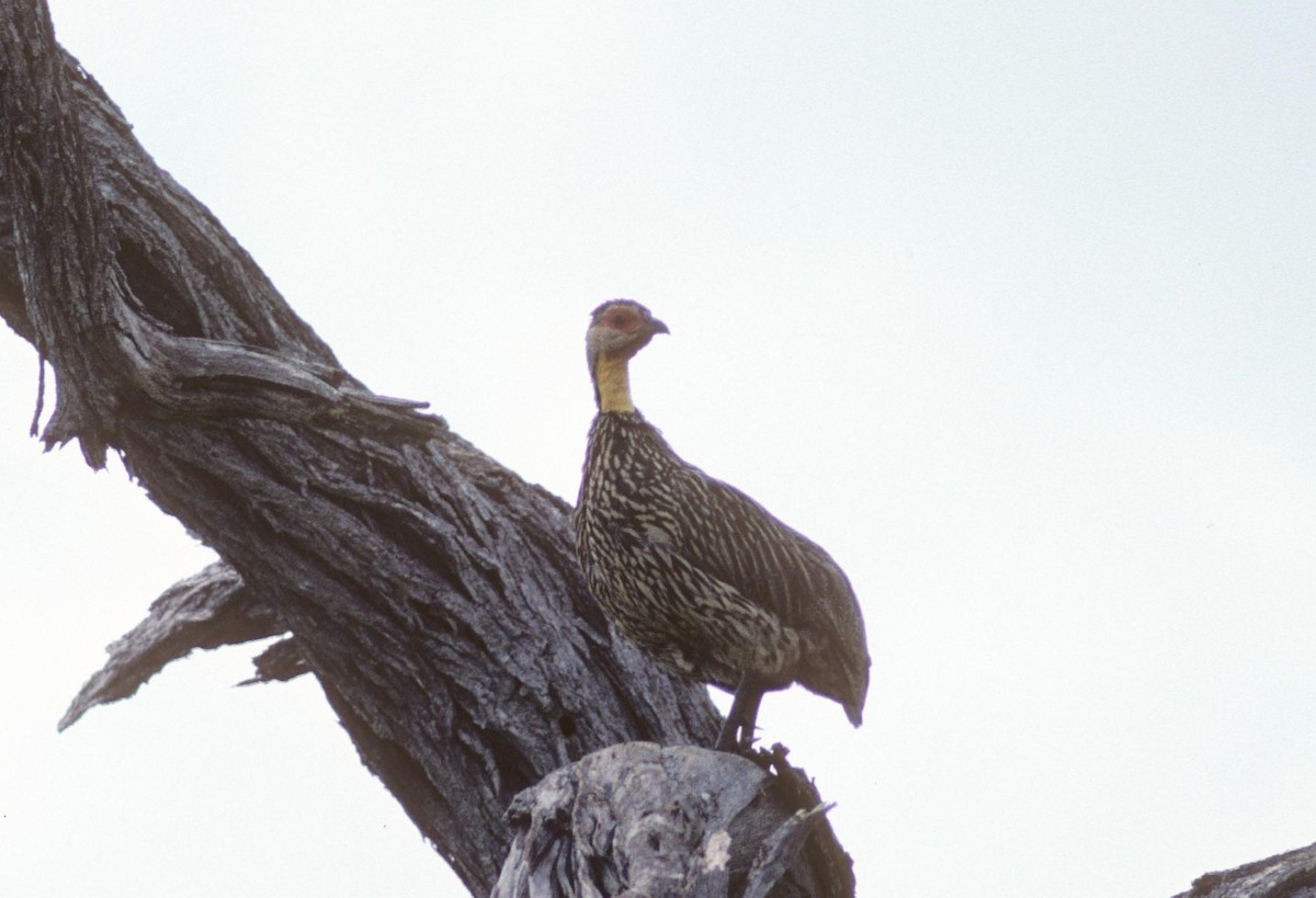 Yellow-necked Spurfowl - ML626631383