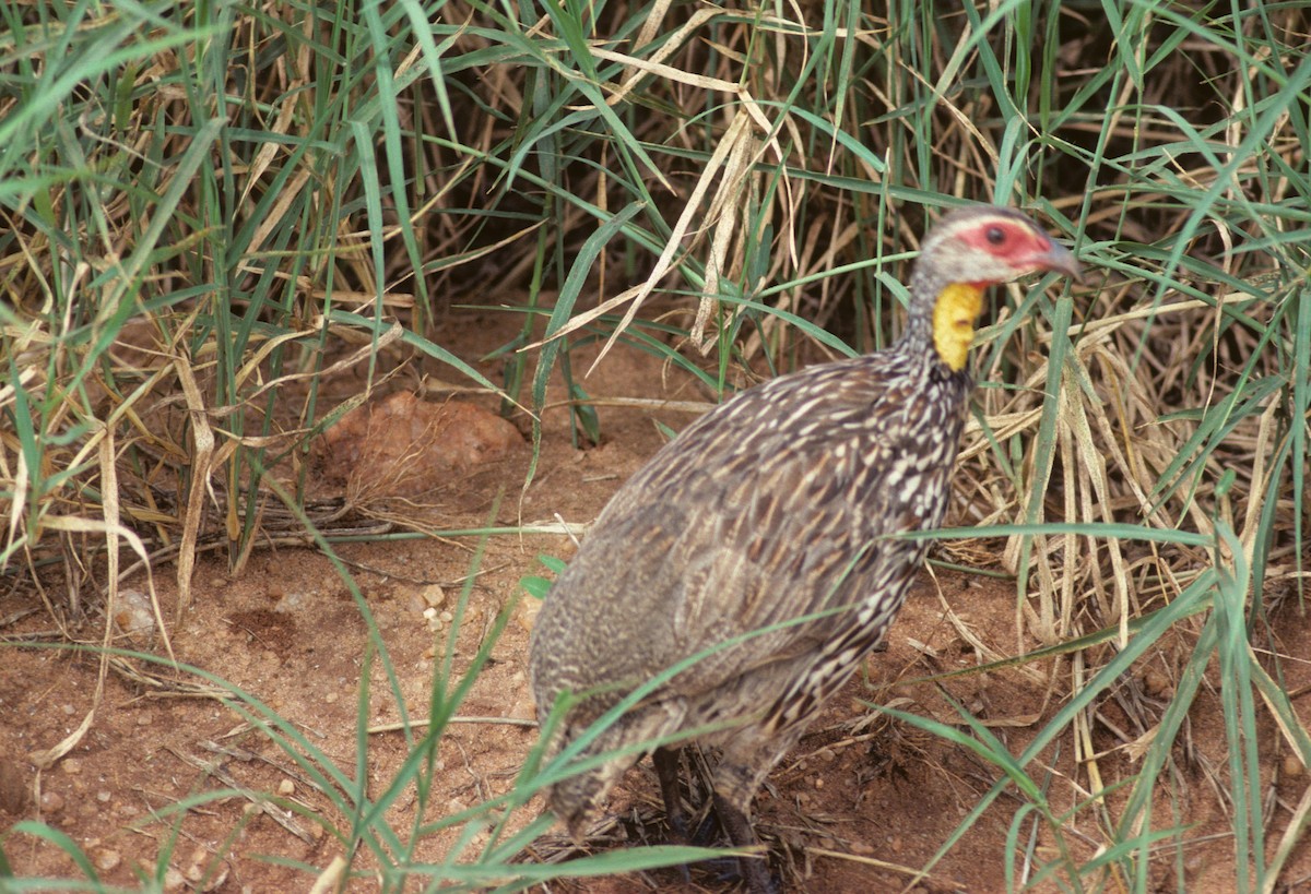 Yellow-necked Spurfowl - ML626631384