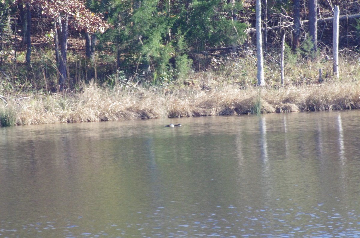 Hooded Merganser - ML626631386