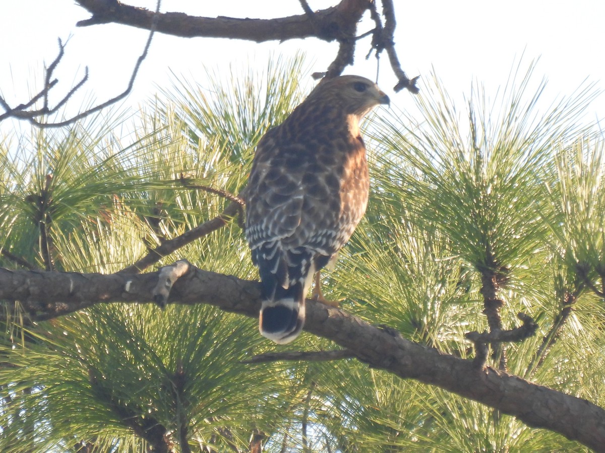 Red-shouldered Hawk - ML626631387