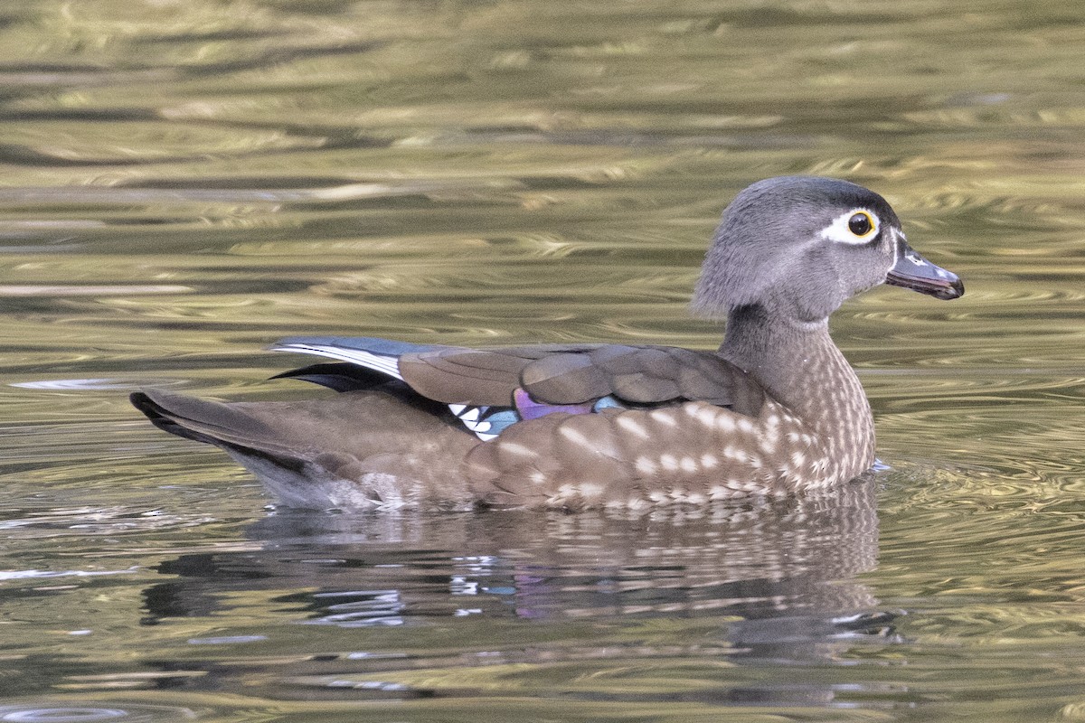 Wood Duck - ML626631389