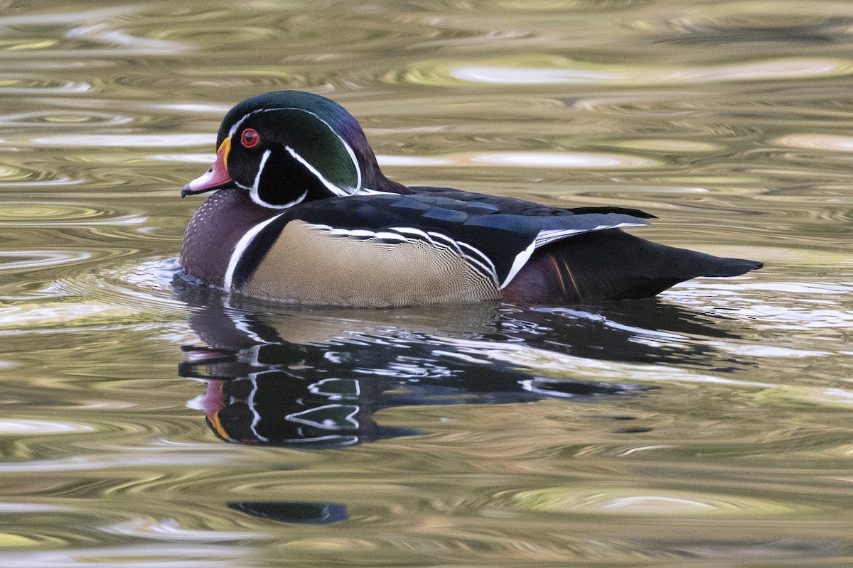 Wood Duck - ML626631390