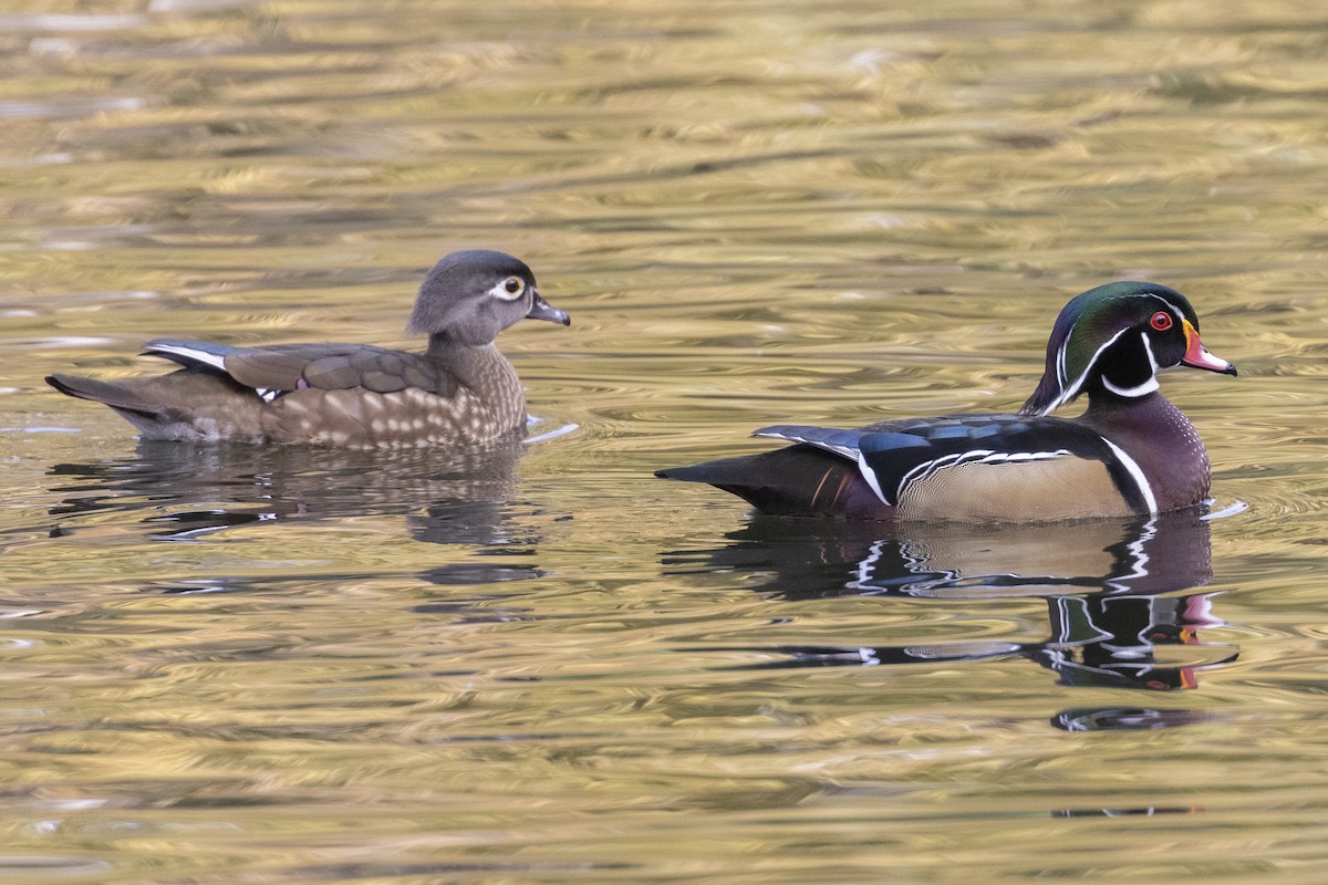 Wood Duck - ML626631391