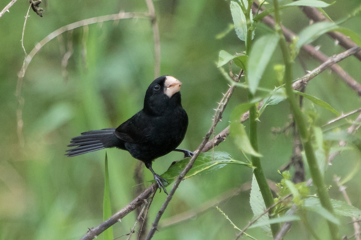 Nicaraguan Seed-Finch - ML626631392