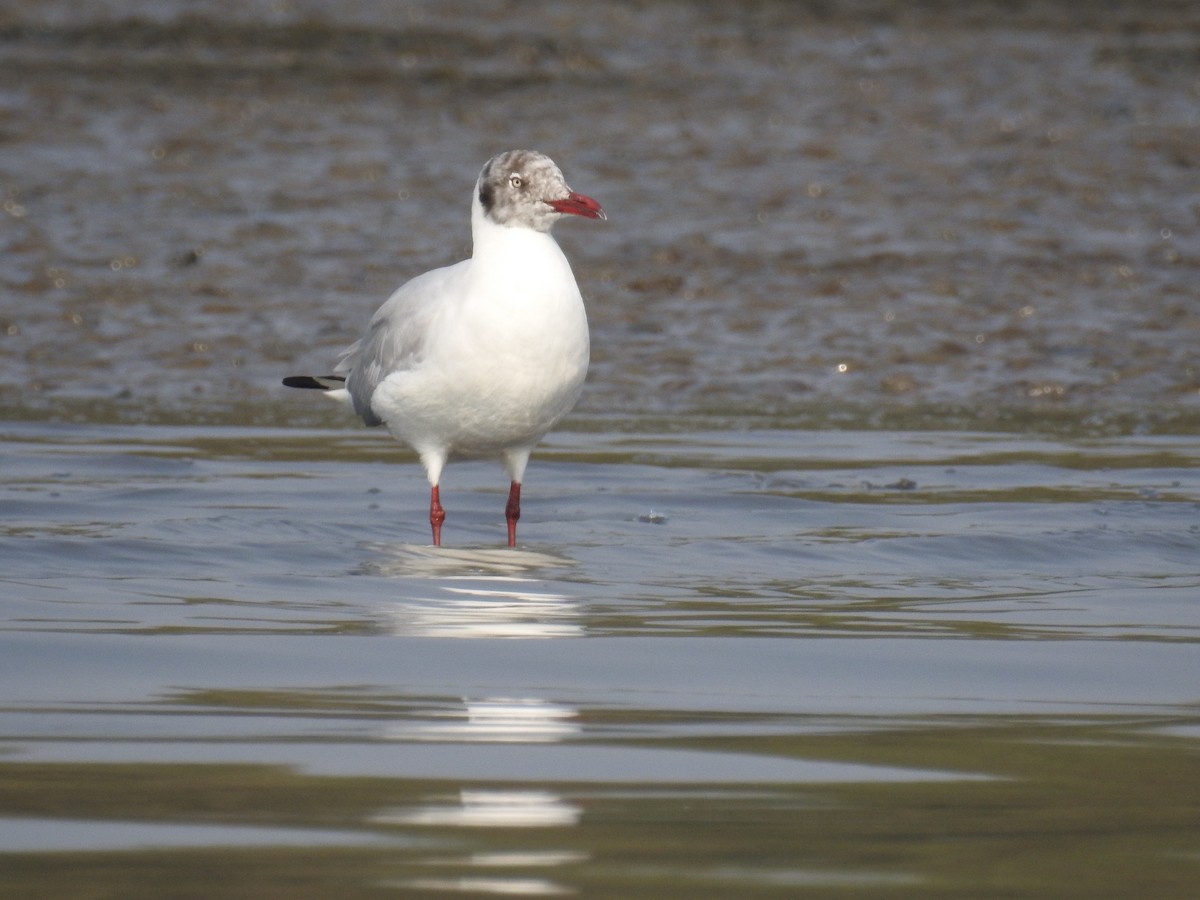 Brown-headed Gull - ML626631394