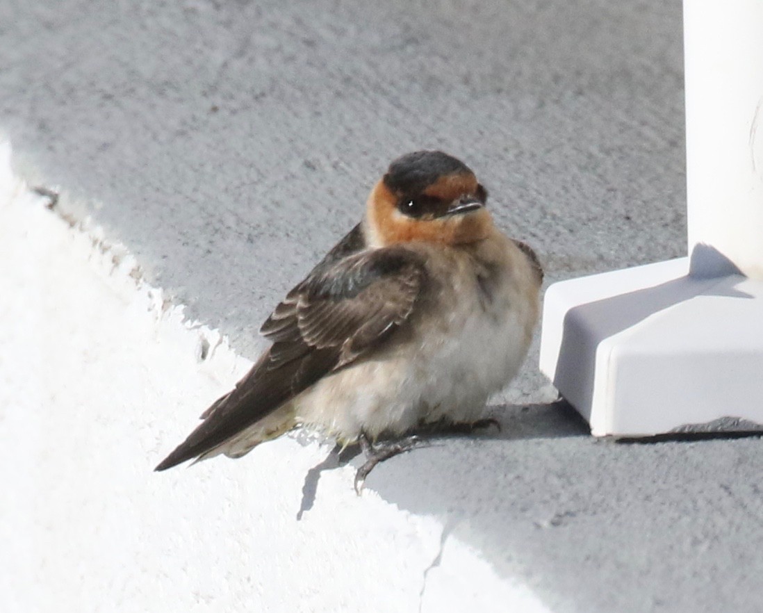 Cave Swallow - ML626631395