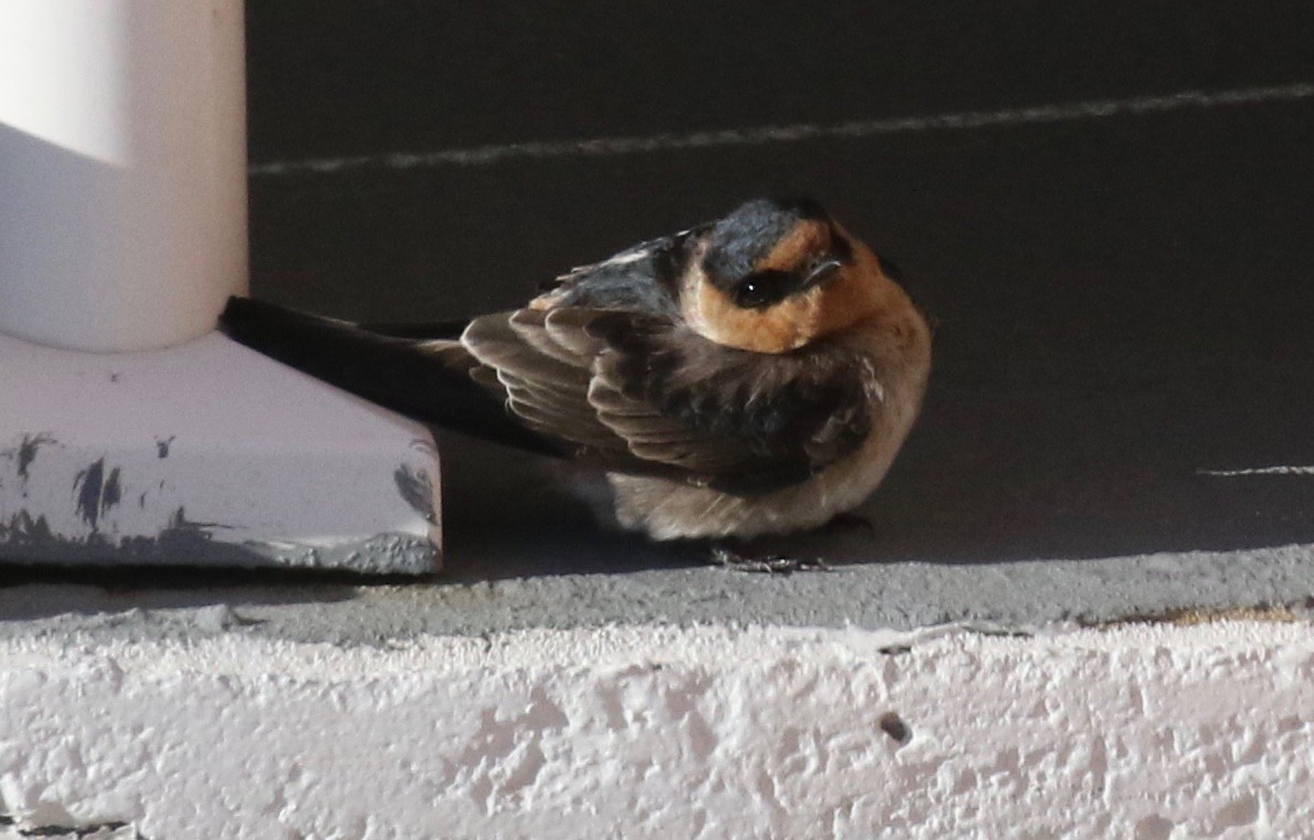 Cave Swallow - ML626631397