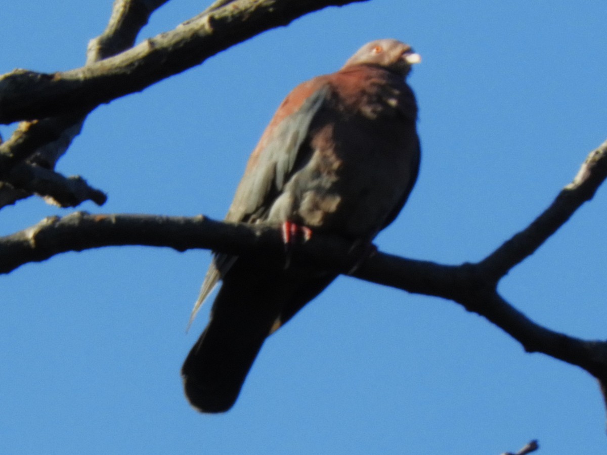 Red-billed Pigeon - ML626631404