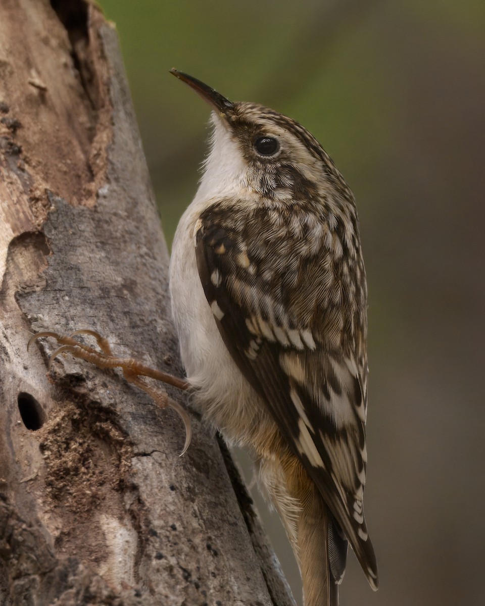 Brown Creeper - ML626631408