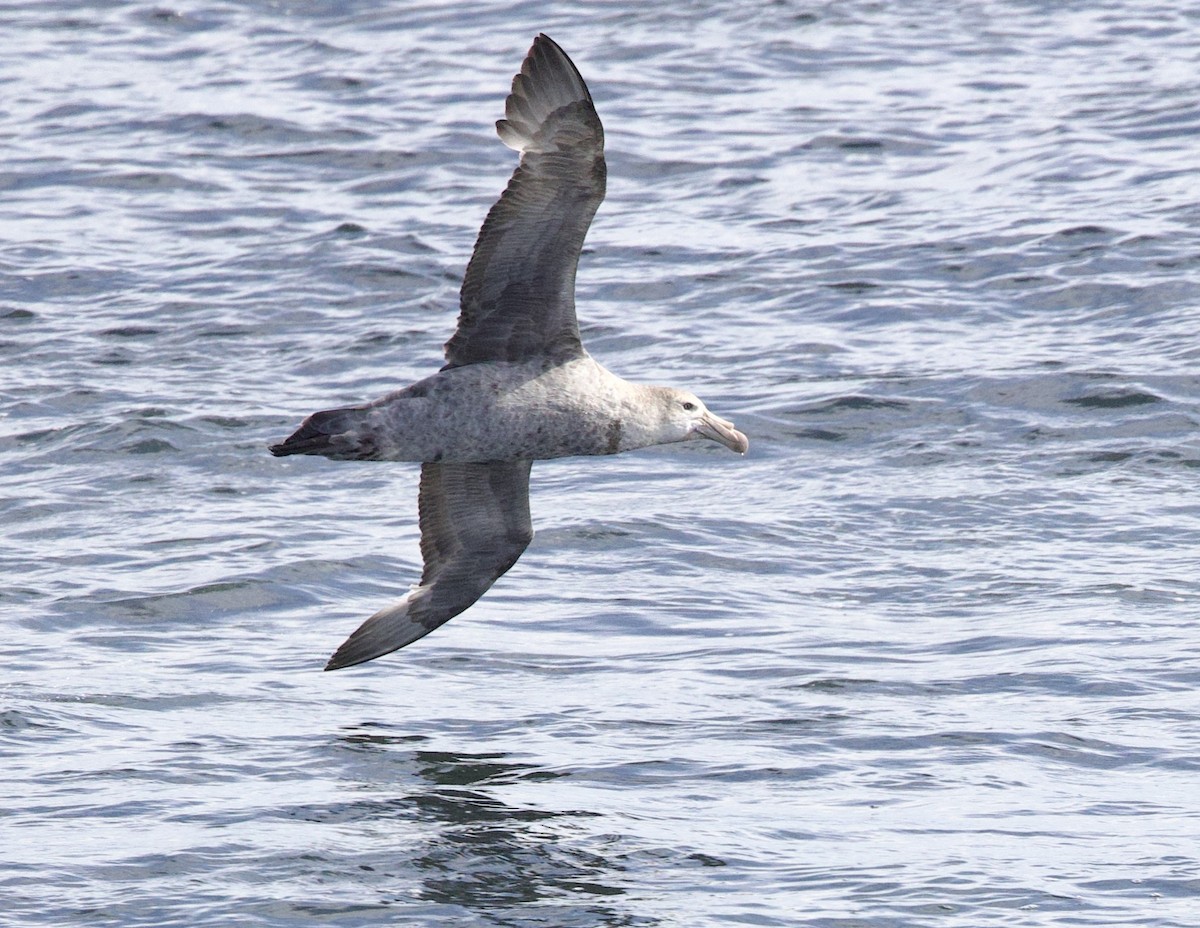 Northern Giant-Petrel - ML626631409