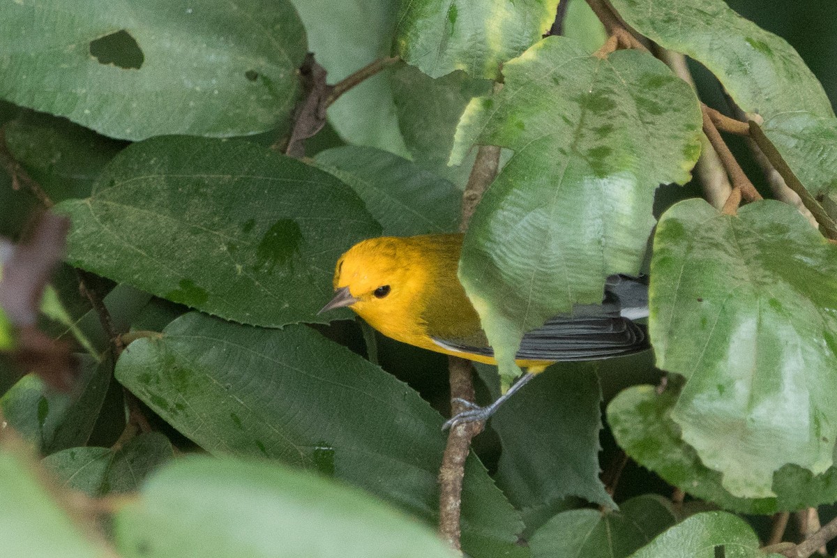 Prothonotary Warbler - ML626631411