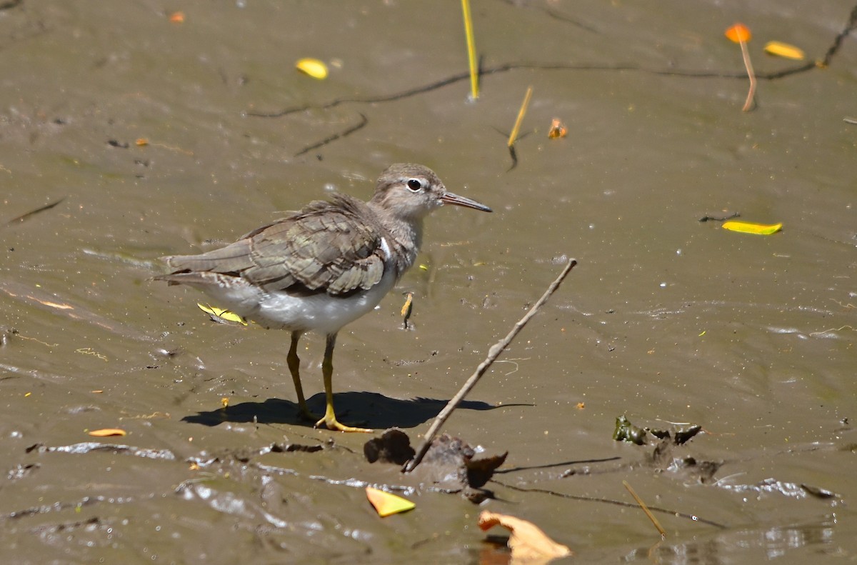 Spotted Sandpiper - ML626631413