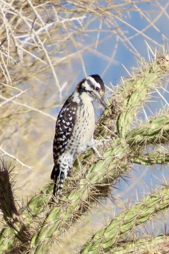 Ladder-backed Woodpecker - ML626631420