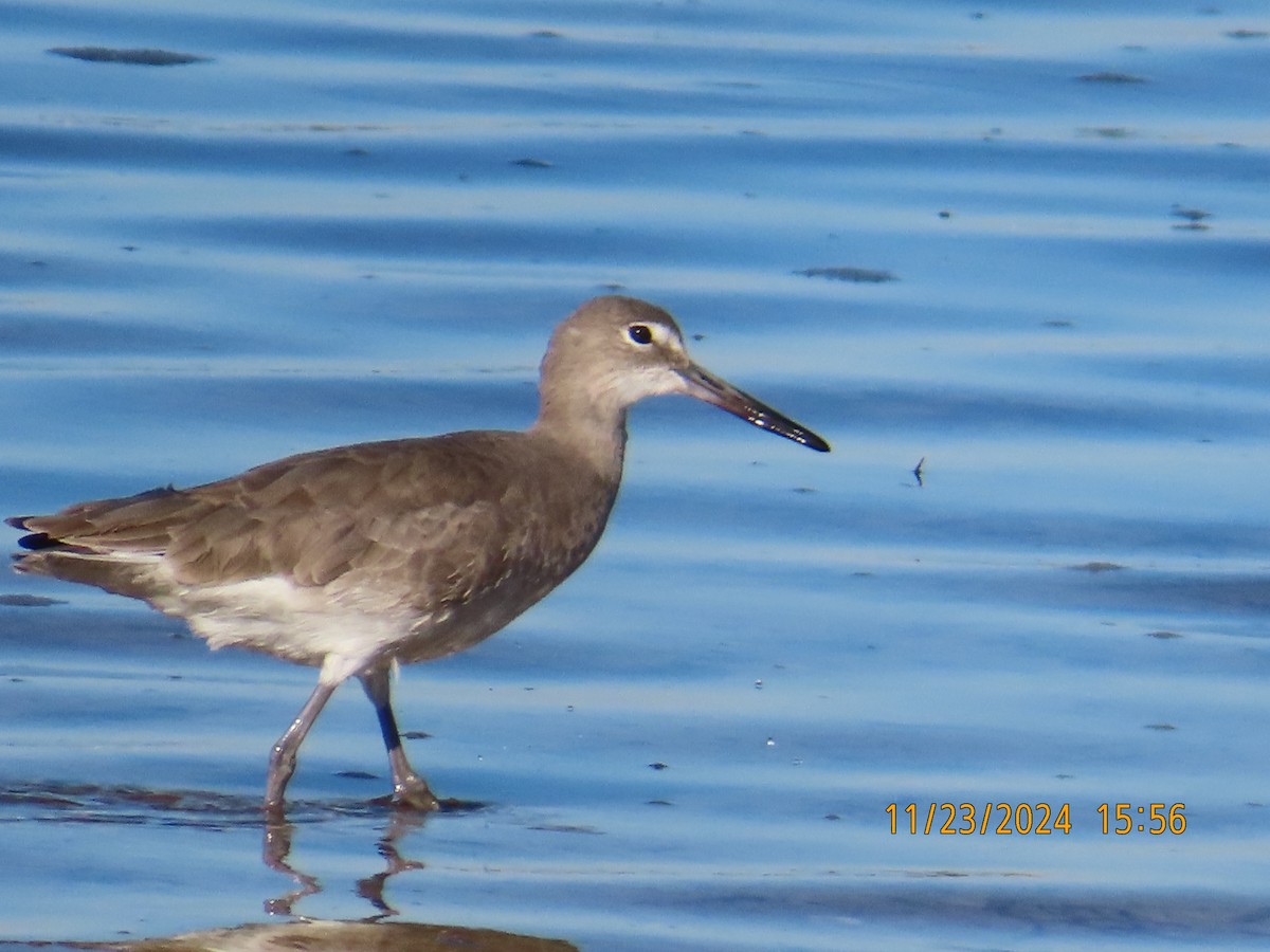 Willet - ML626631423