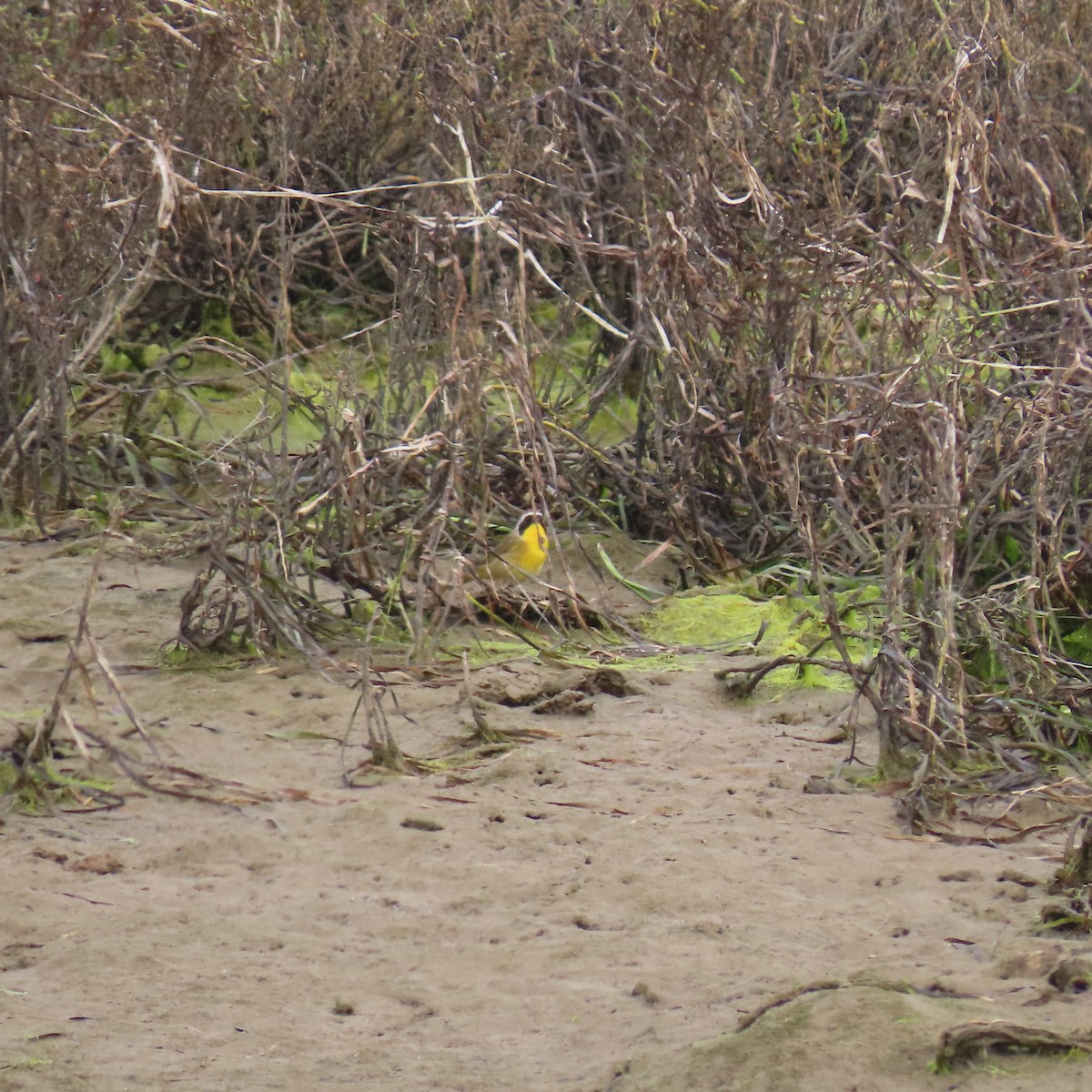 Common Yellowthroat - ML626631424