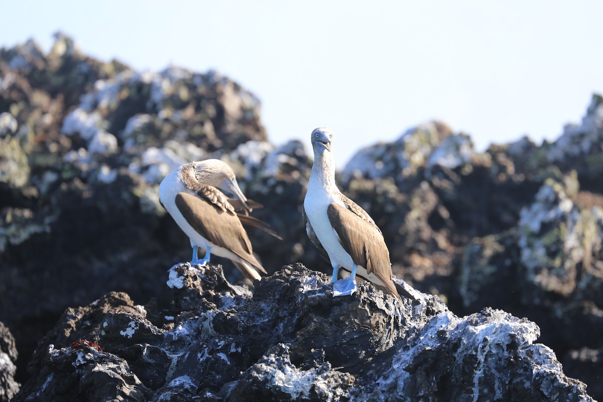 Blue-footed Booby - ML626631443