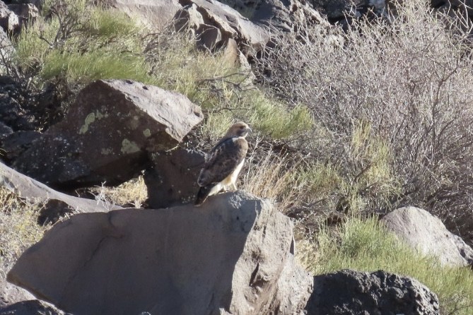 Red-tailed Hawk - ML626631444