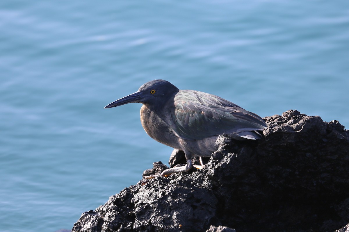 Striated Heron - ML626631451