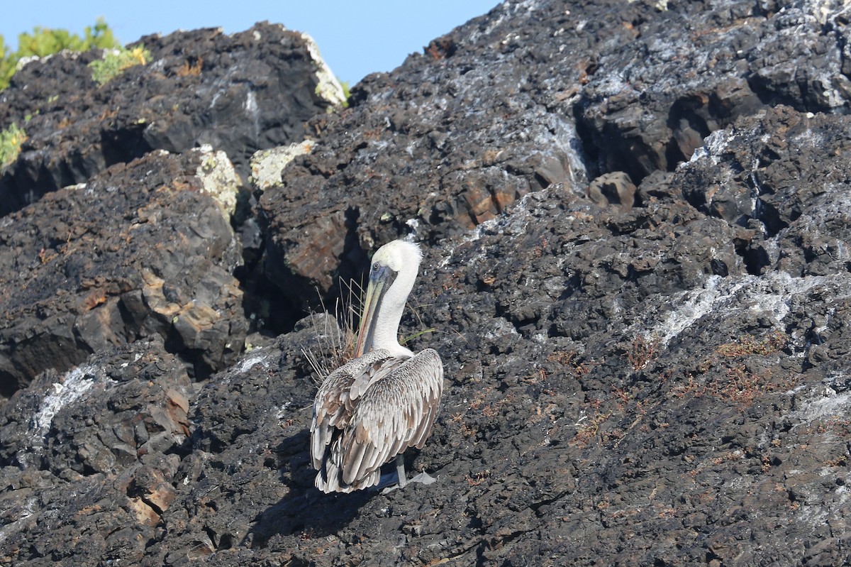 Brown Pelican - ML626631479