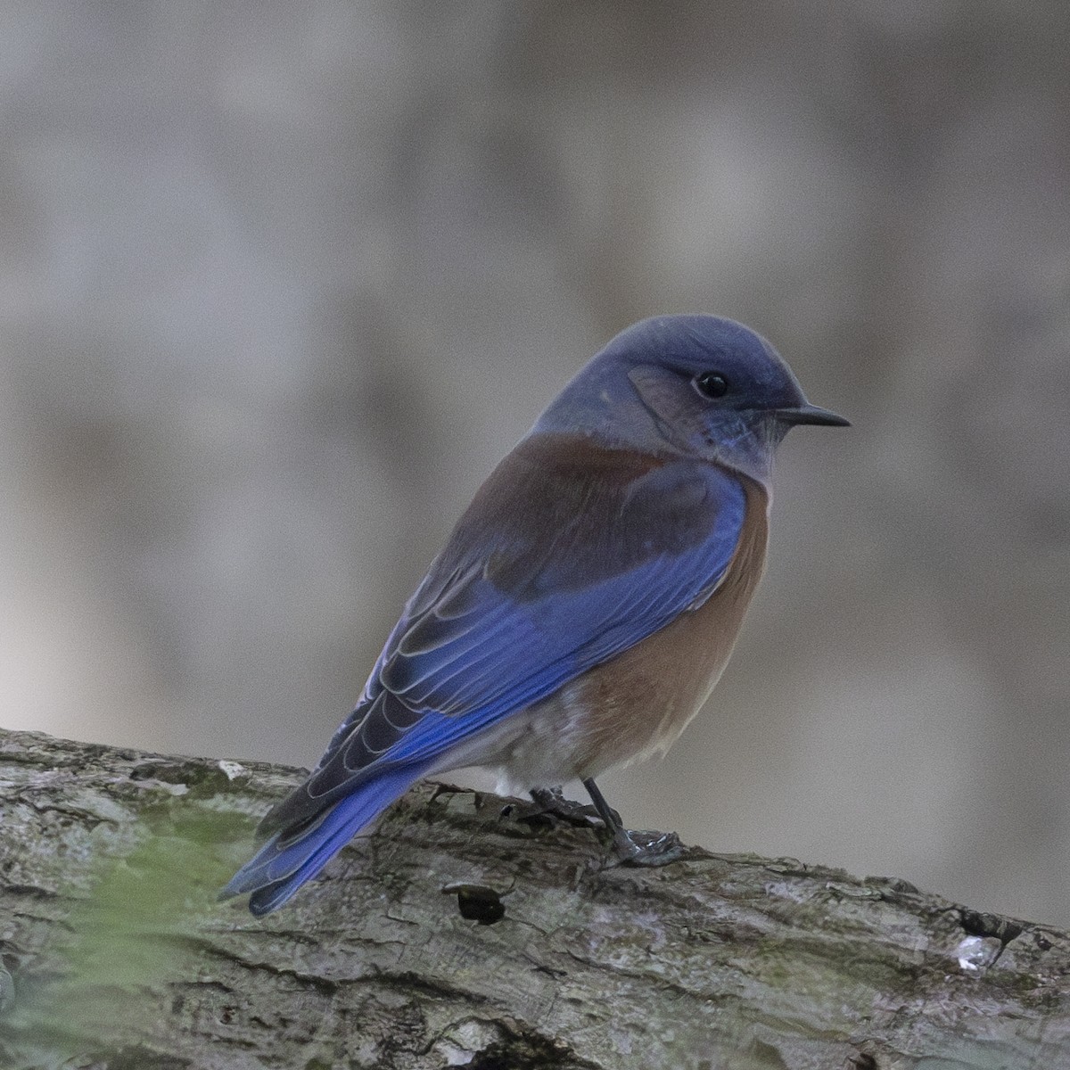 Western Bluebird - ML626631517