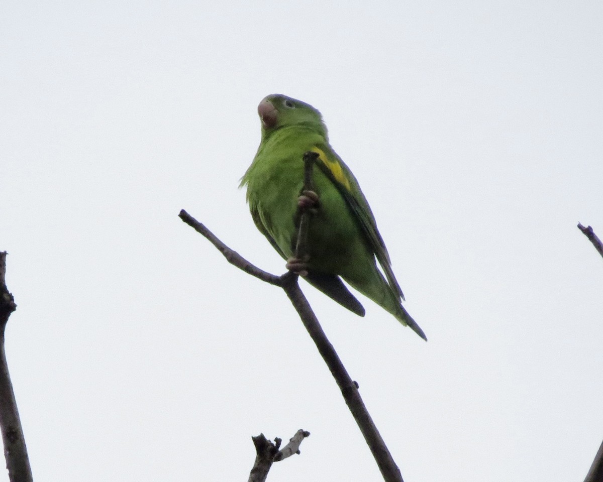 Yellow-chevroned Parakeet - ML626631537