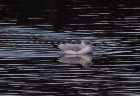 Ring-billed Gull - ML626631558