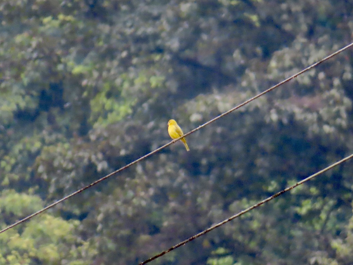 Saffron Finch - ML626631583