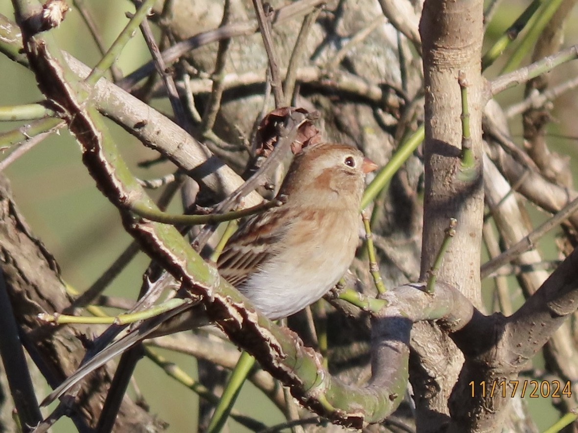 Field Sparrow - ML626631597