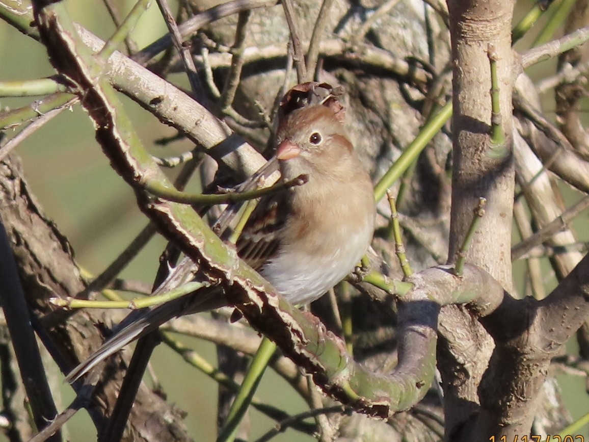 Field Sparrow - ML626631598