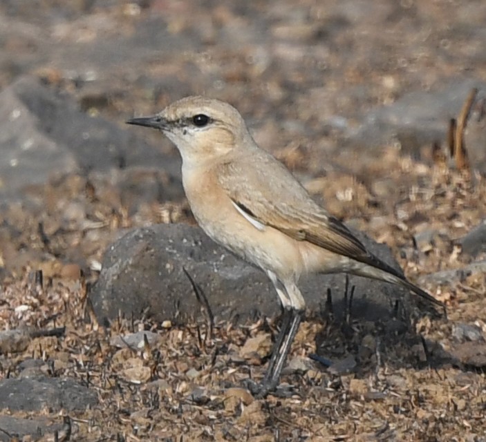 חנקן ערבות - ML626631607