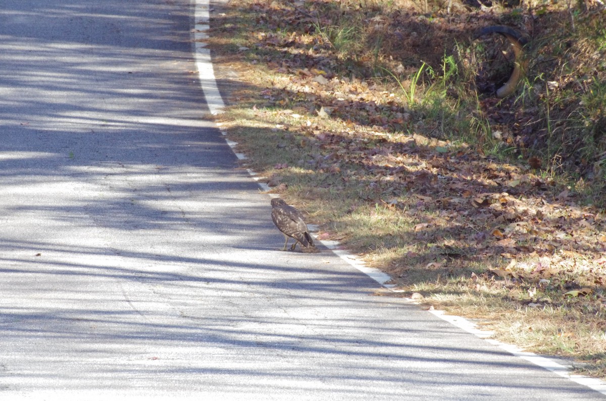 Red-shouldered Hawk - ML626631619