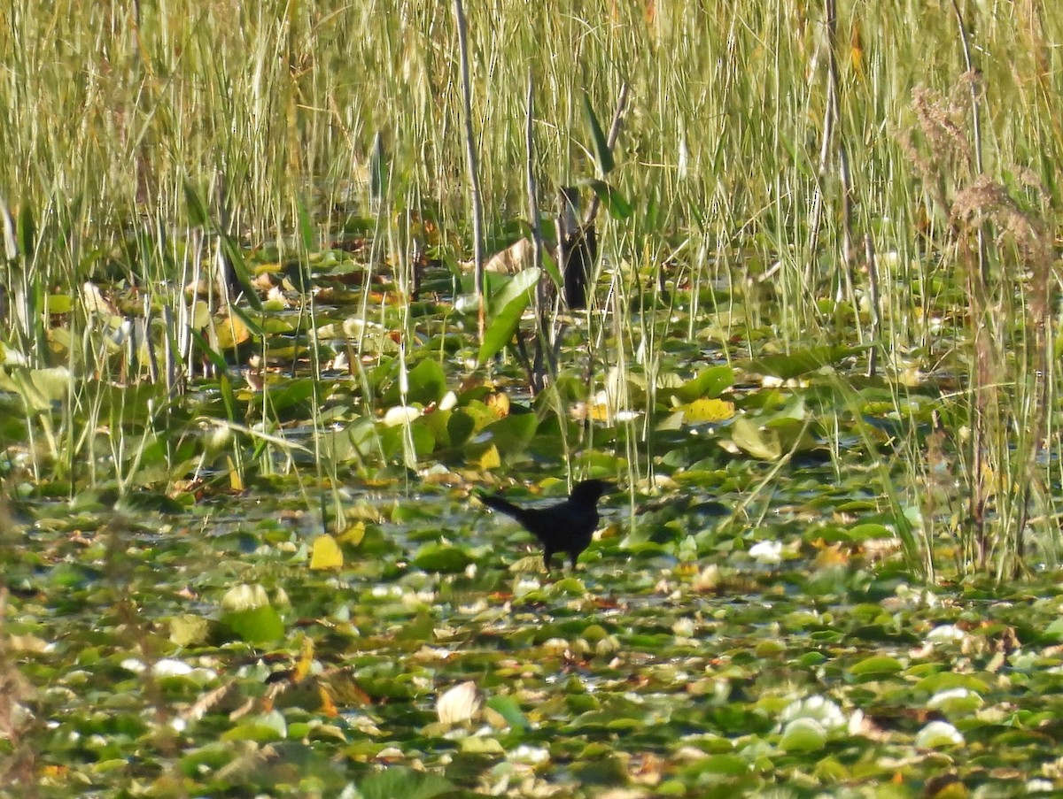 Boat-tailed Grackle - ML626631631