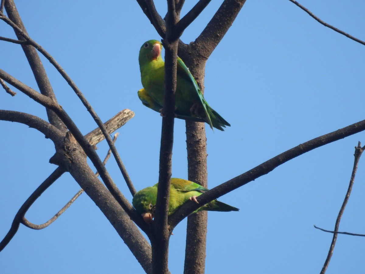 Orange-chinned Parakeet - ML626631634