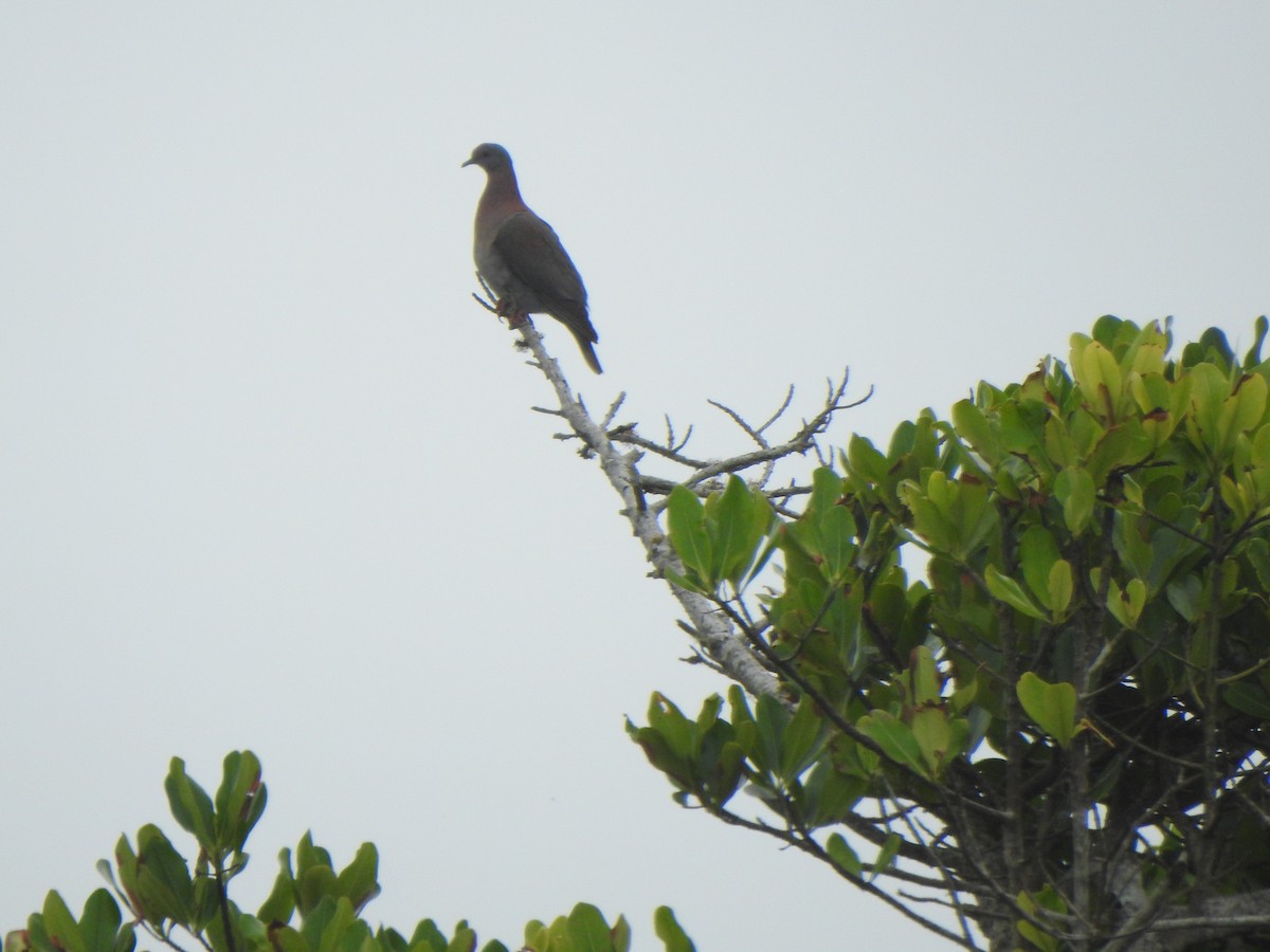 Pale-vented Pigeon - ML626631636