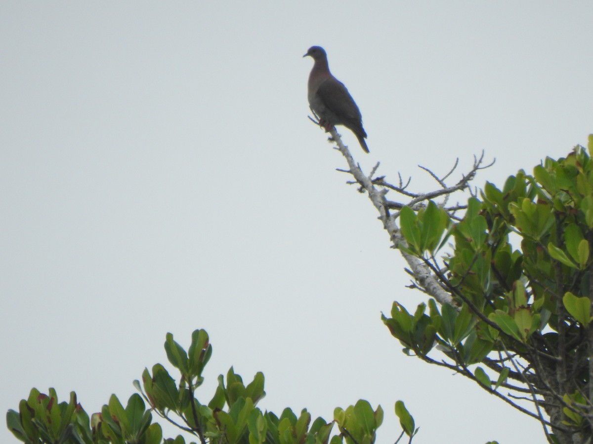 Pale-vented Pigeon - ML626631637