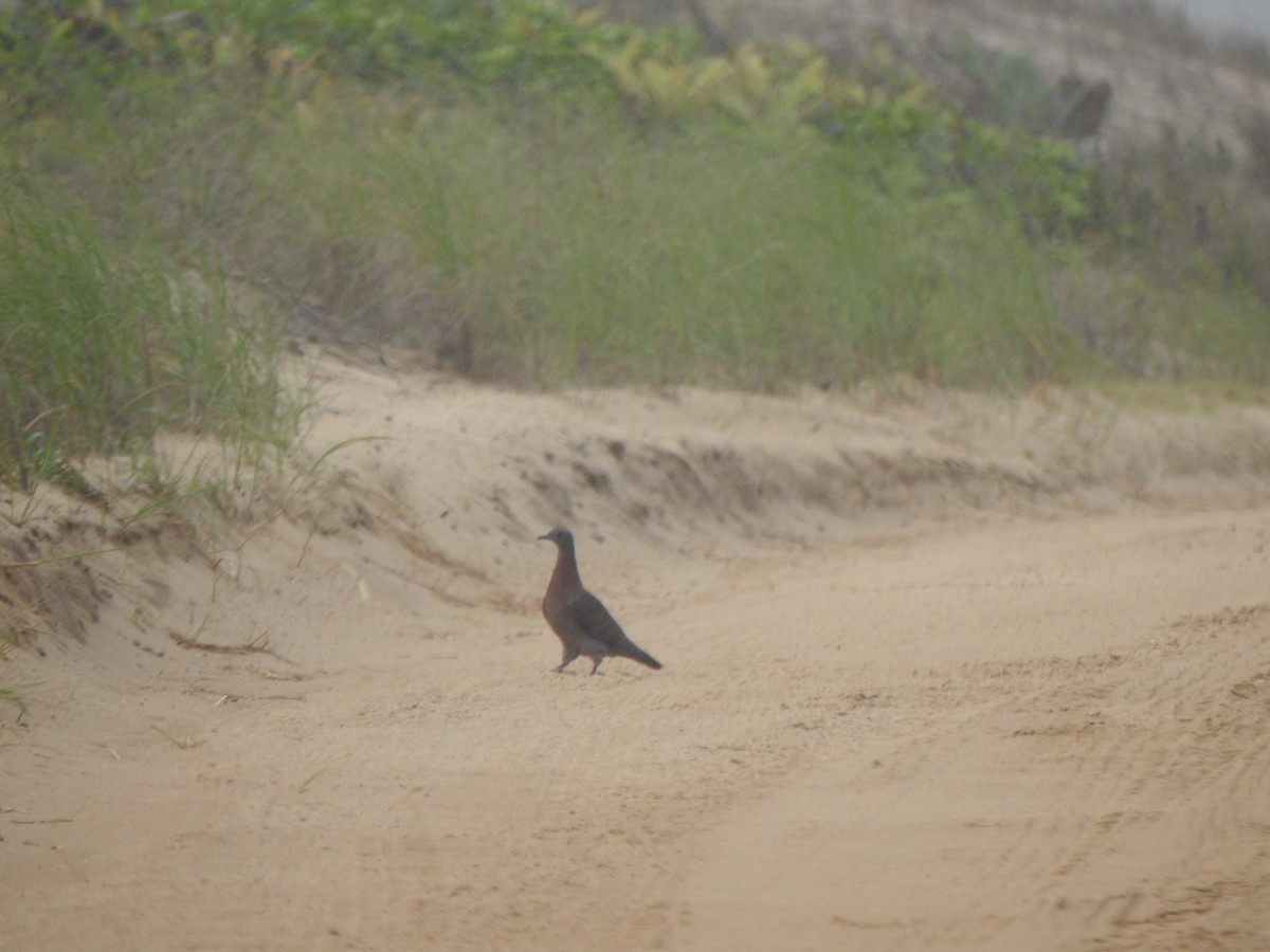 Pale-vented Pigeon - ML626631638