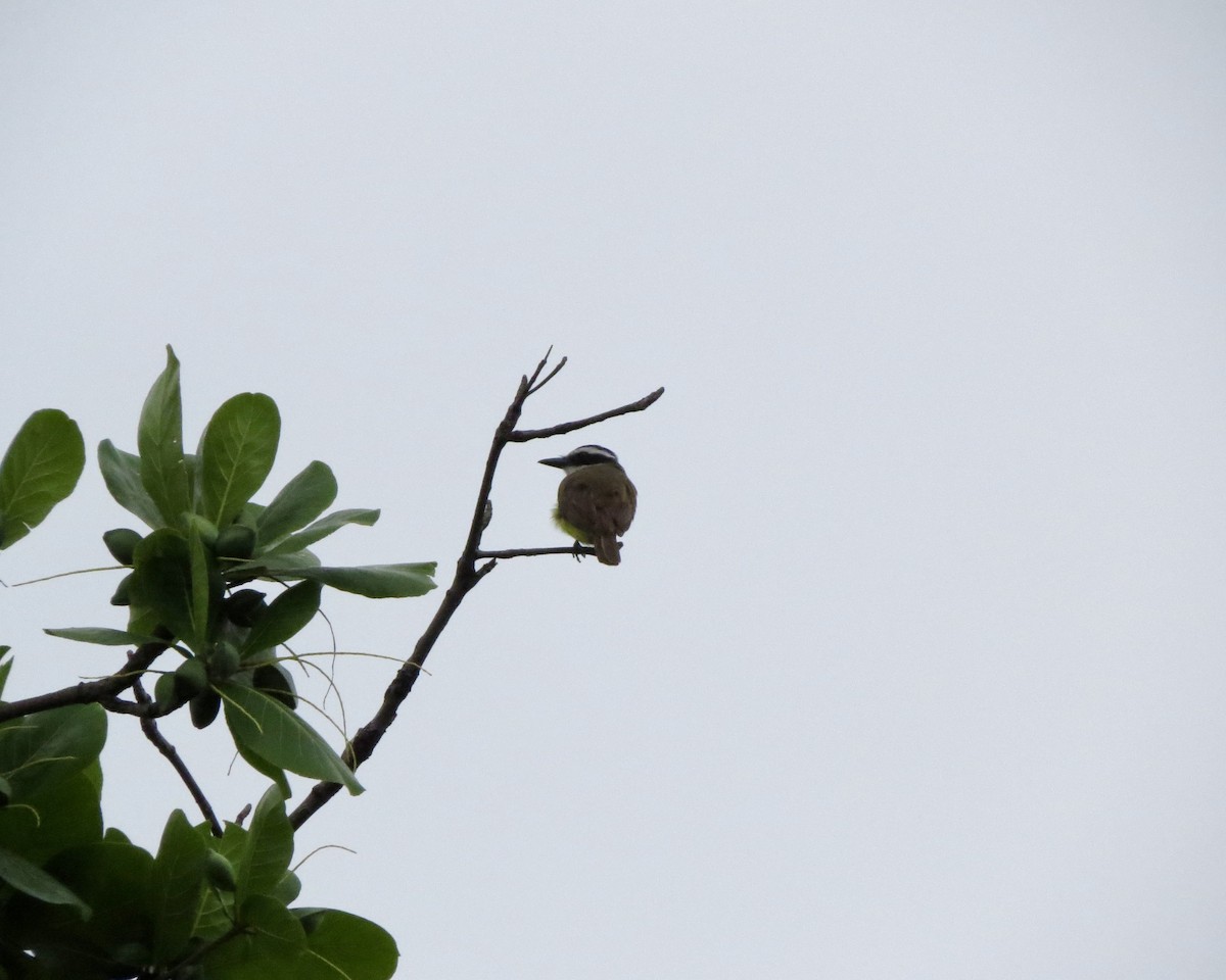 Great Kiskadee - ML626631667