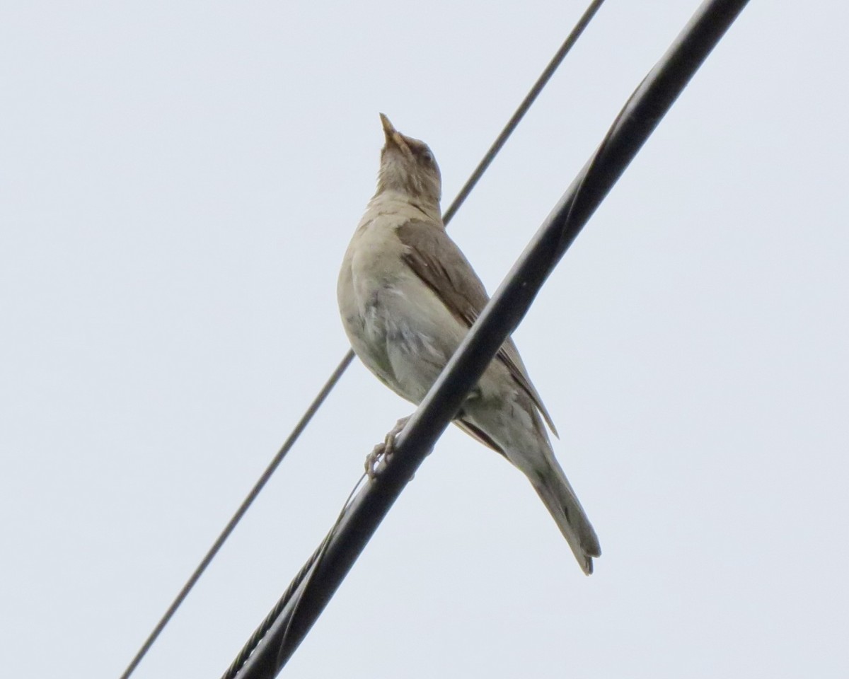 Creamy-bellied Thrush - ML626631688