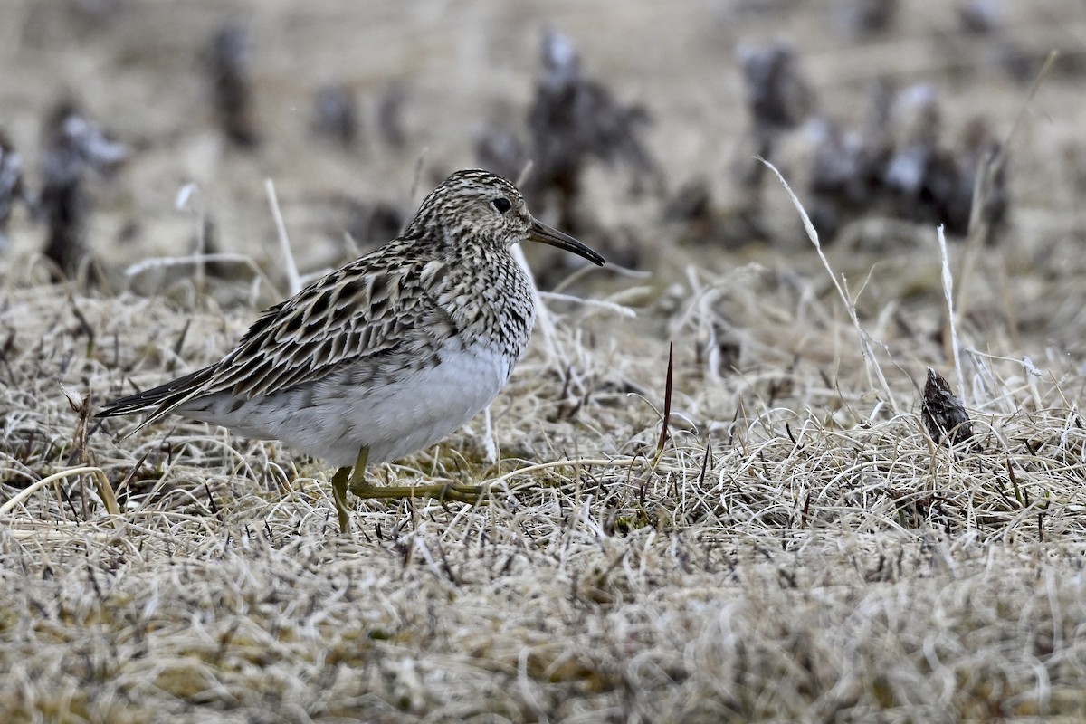 Graubrust-Strandläufer - ML626631718